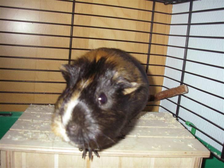 Marsvin Otto billede 4