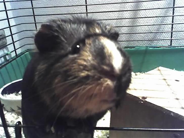 Marsvin Otto billede 5