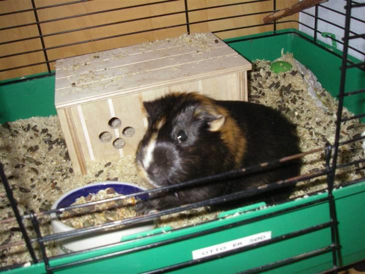 Marsvin Otto billede 6