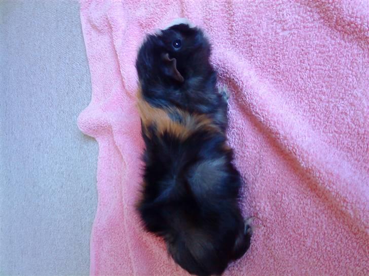 Marsvin Macoon billede 3