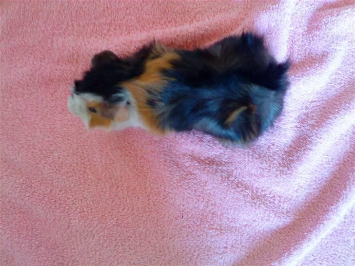 Marsvin Macoon billede 4