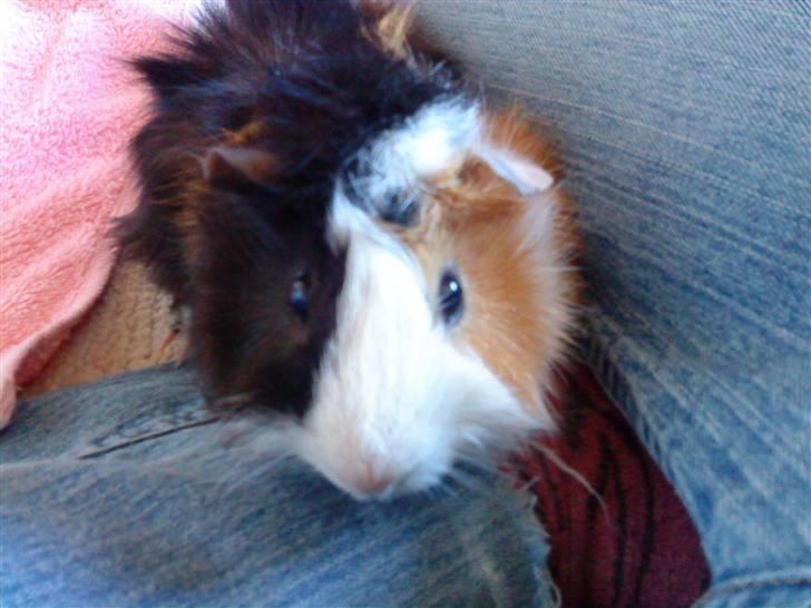 Marsvin Macoon billede 5