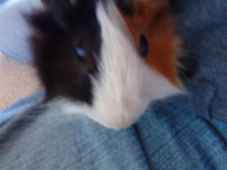 Marsvin Macoon billede 6