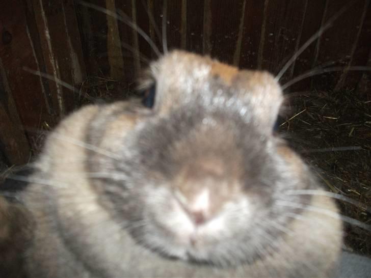 Kanin karoline<3 billede 1