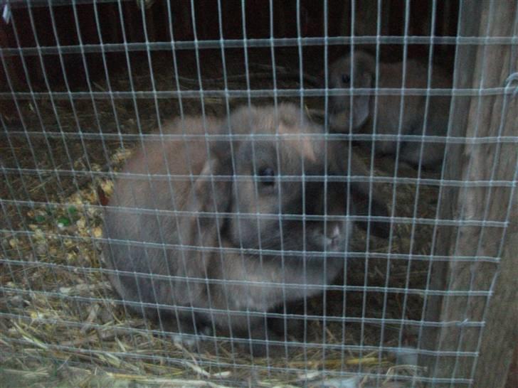 Kanin karoline<3 billede 2