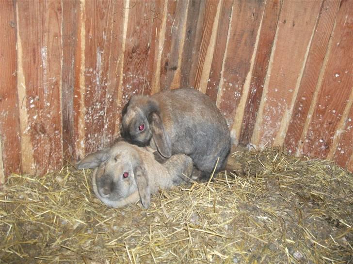 Kanin karoline<3 billede 3