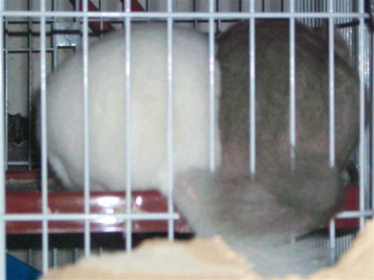 Chinchilla Dolce R.I.P min elskede ! - flette haler ? :D billede 7