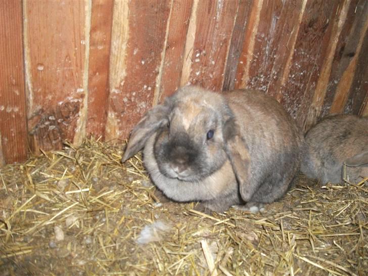 Kanin karoline<3 billede 4