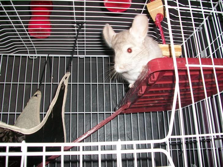 Chinchilla Dolce R.I.P min elskede ! billede 8