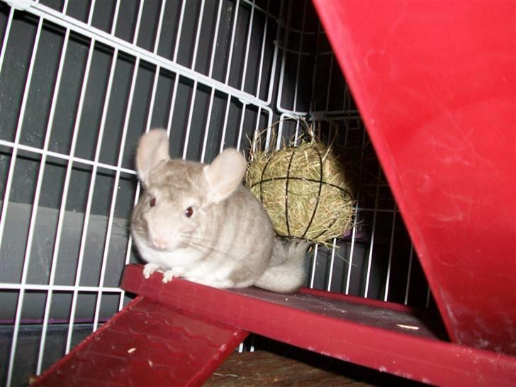 Chinchilla Dolce R.I.P min elskede ! billede 9