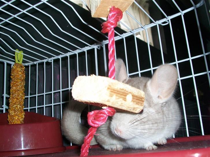 Chinchilla Dolce R.I.P min elskede ! - så gemmer jeg mig da bare :) billede 10