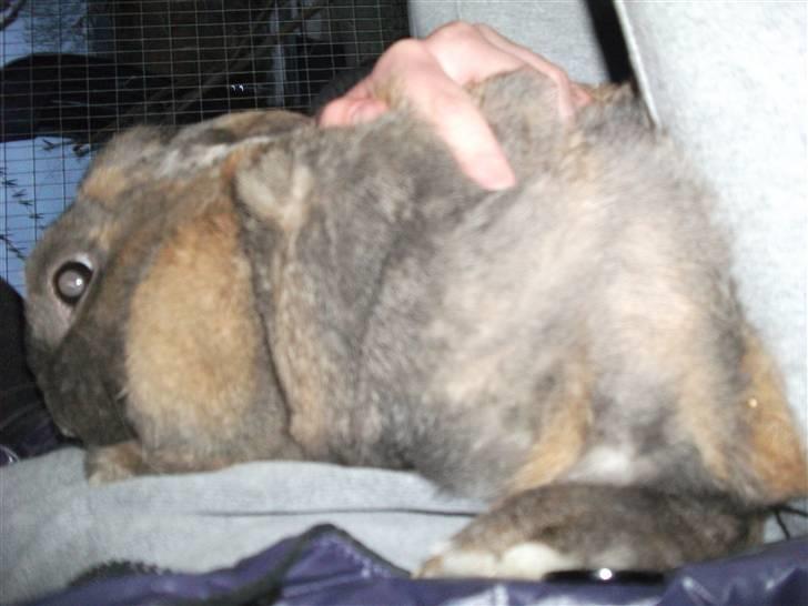 Kanin karoline<3 billede 5