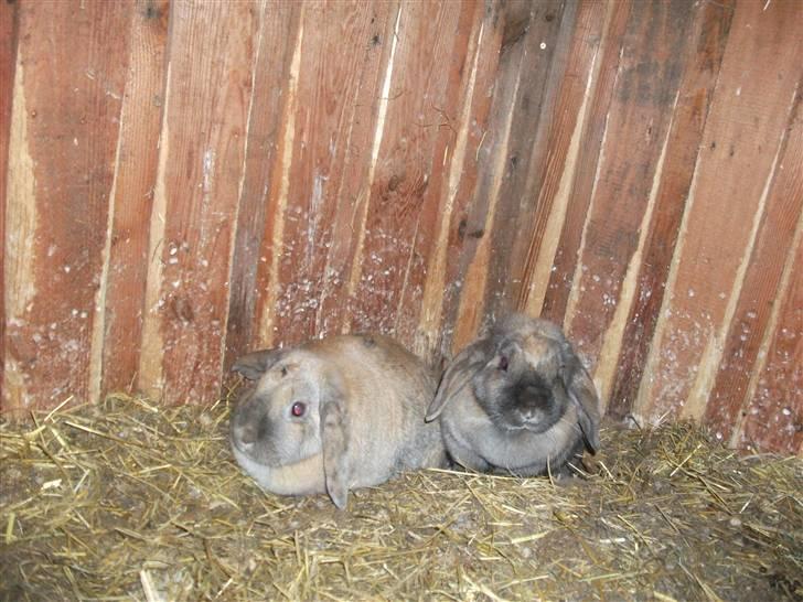 Kanin karoline<3 billede 6