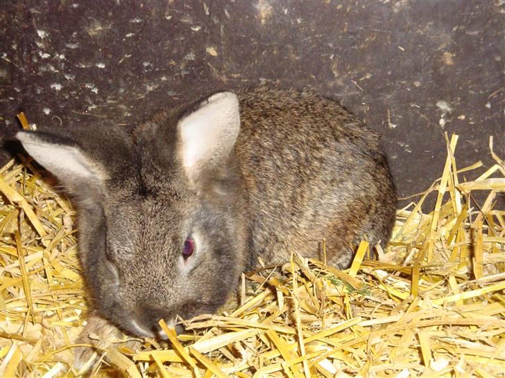 Kanin Blanding Isak billede 1