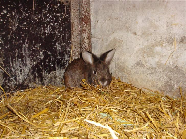 Kanin Blanding Isak billede 2