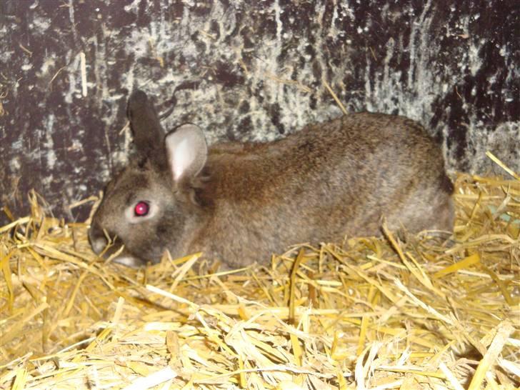 Kanin Blanding Isak billede 3