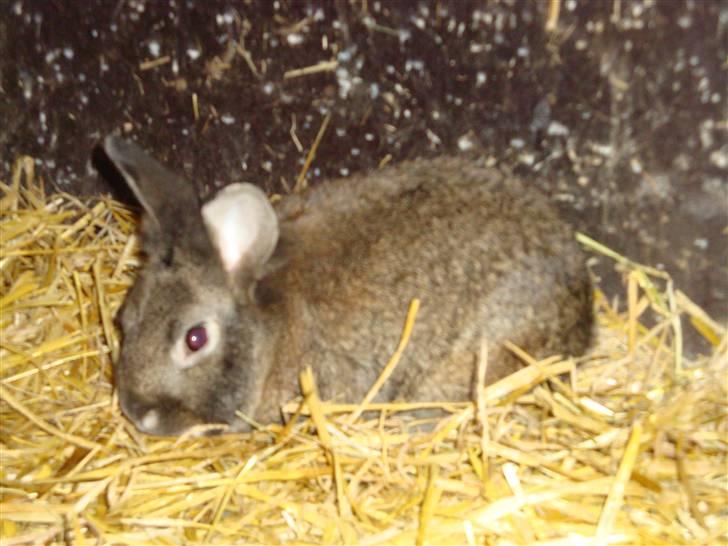 Kanin Blanding Isak billede 4