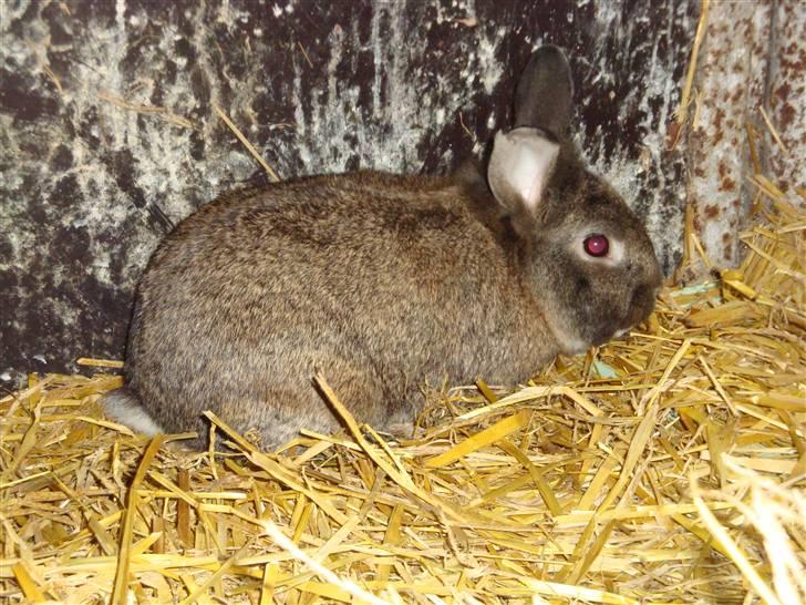 Kanin Blanding Isak billede 5