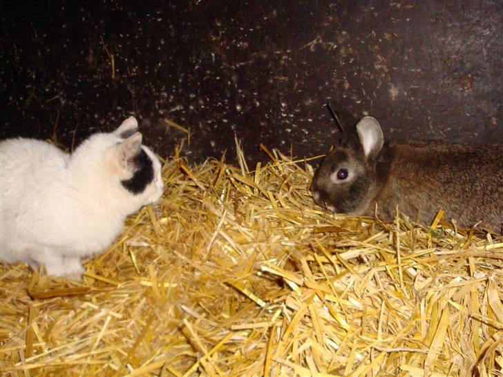 Kanin Blanding Isak - Minnie og Isak. billede 6