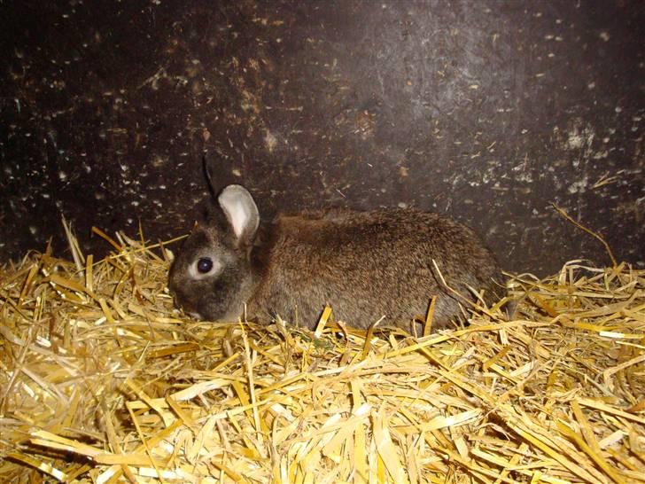 Kanin Blanding Isak billede 7