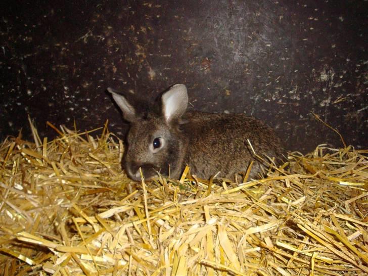 Kanin Blanding Isak billede 8