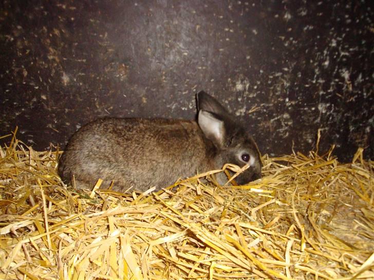 Kanin Blanding Isak billede 9