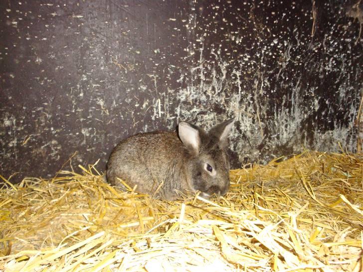 Kanin Blanding Isak billede 10