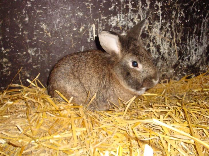 Kanin Blanding Isak billede 11