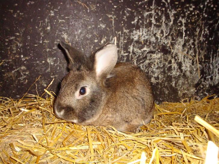 Kanin Blanding Isak billede 12