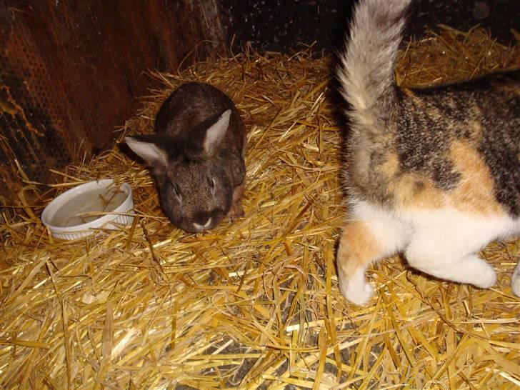 Kanin Blanding Isak - Isak og Cocos bag. billede 13