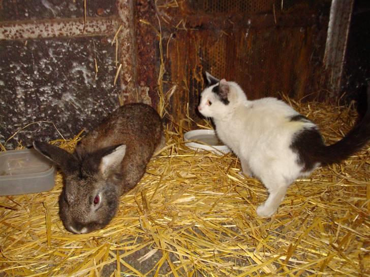 Kanin Blanding Isak - Isak og Minnie. billede 14