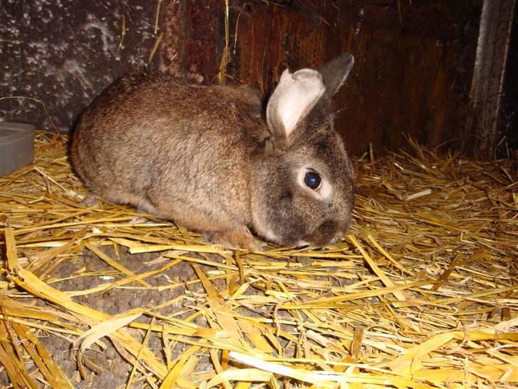 Kanin Blanding Isak billede 15