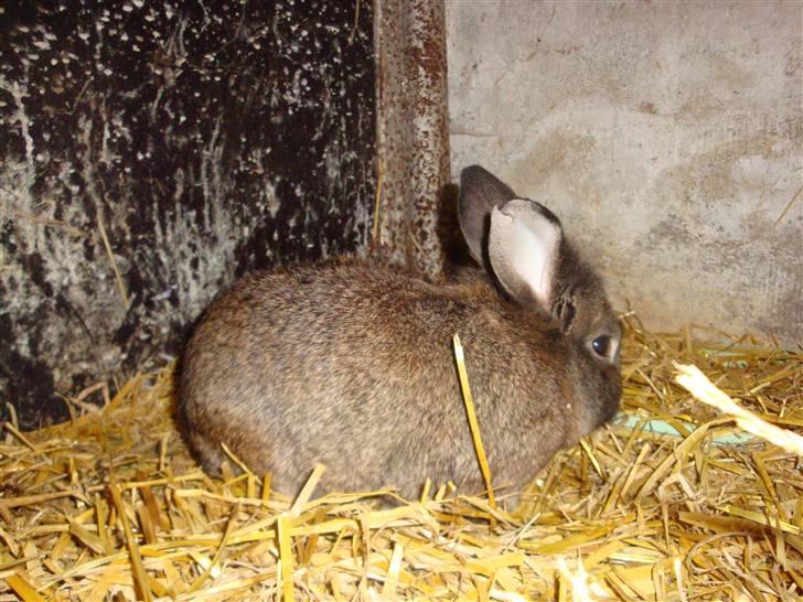 Kanin Blanding Isak billede 16