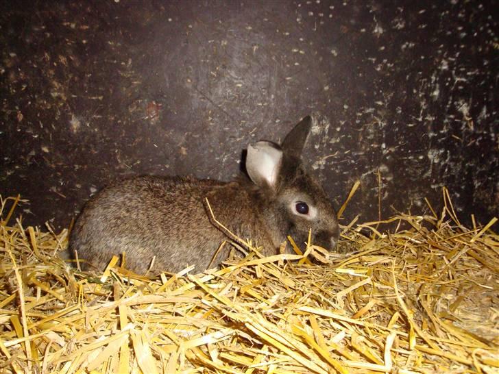 Kanin Blanding Isak billede 17