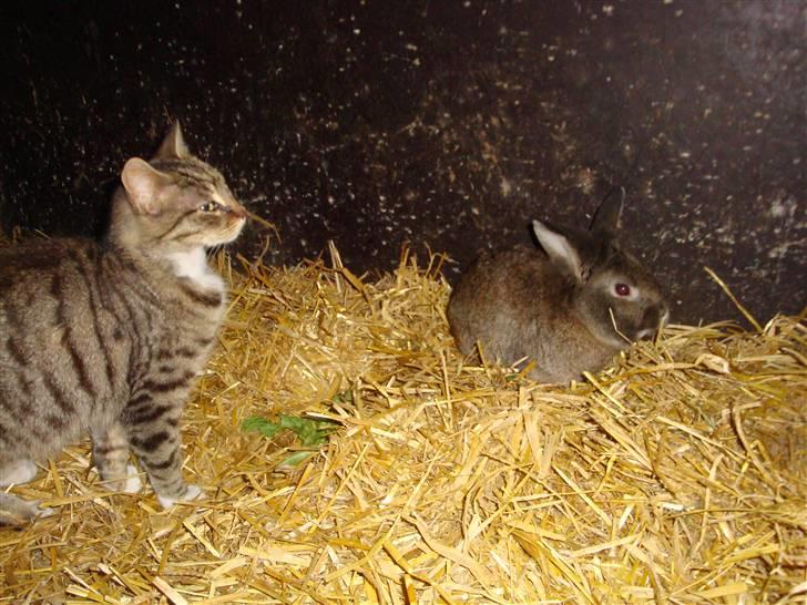 Kanin Blanding Isak - Woody og Isak. billede 18