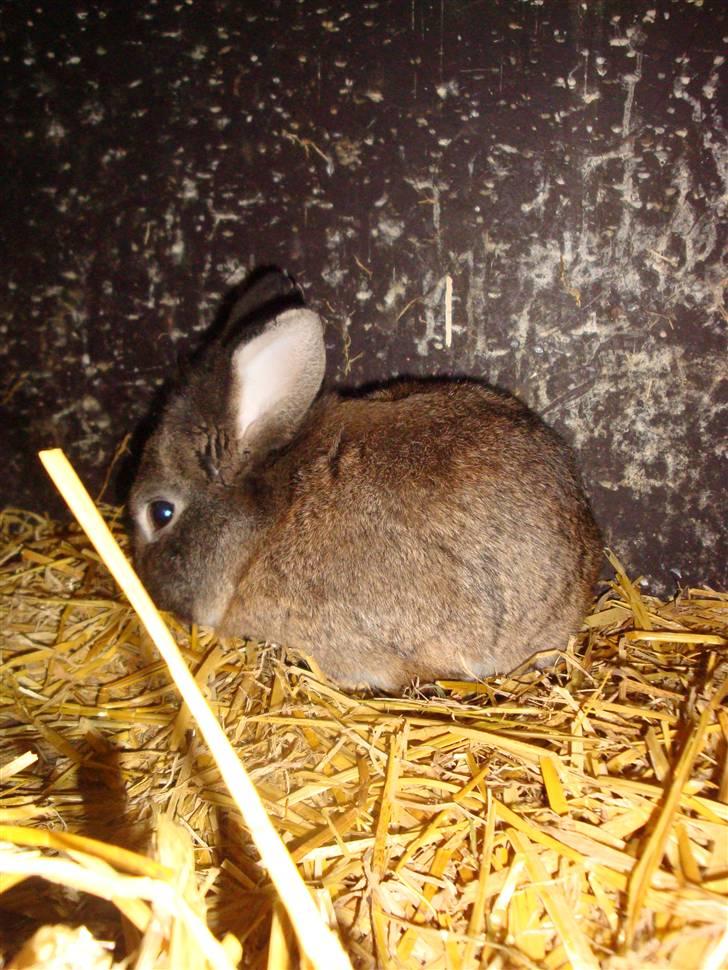 Kanin Blanding Isak billede 19