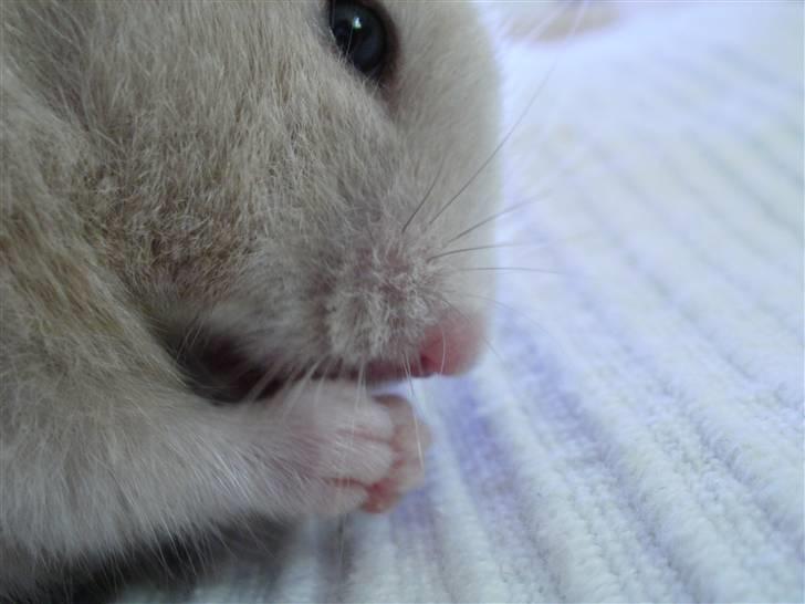 Hamster Lykke's Gnaske RIP  - Vasker sig. :) billede 7