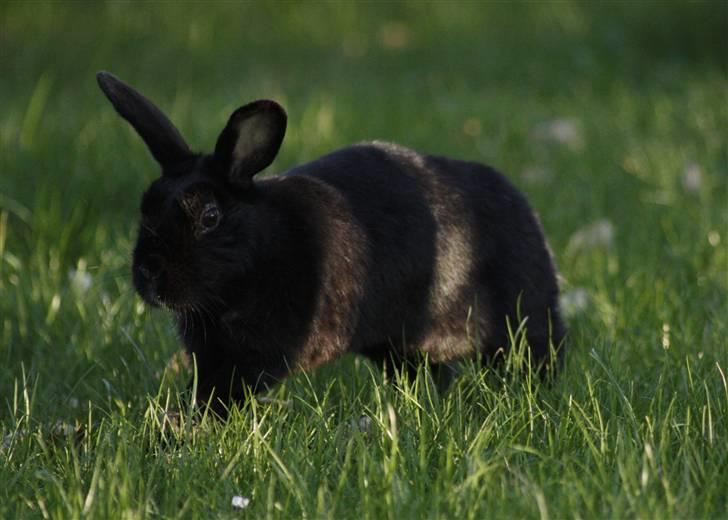 Kanin Millions † Black Beauty † - 14) 02-05-2010 © MichelleGreveNielsen 2010 - Intet må kopieres uden min tilladelse! billede 14