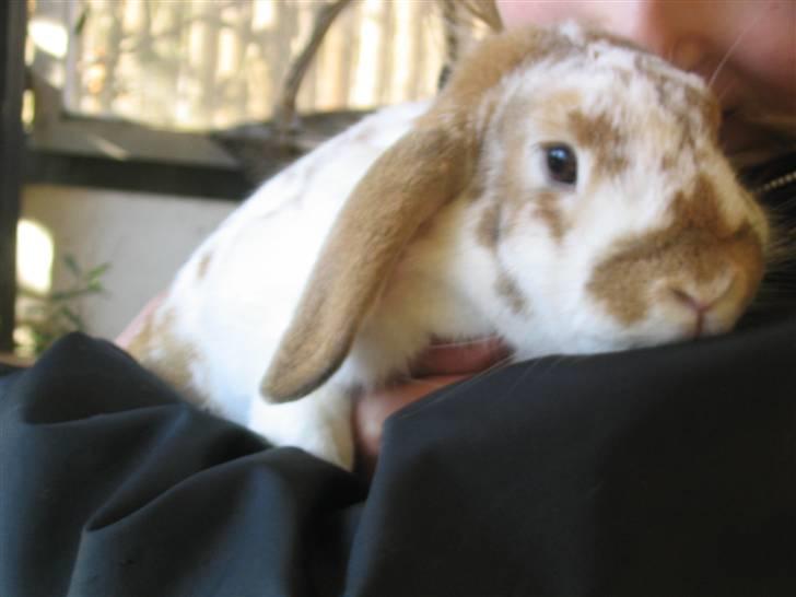 Kanin Pusling  RIP billede 1