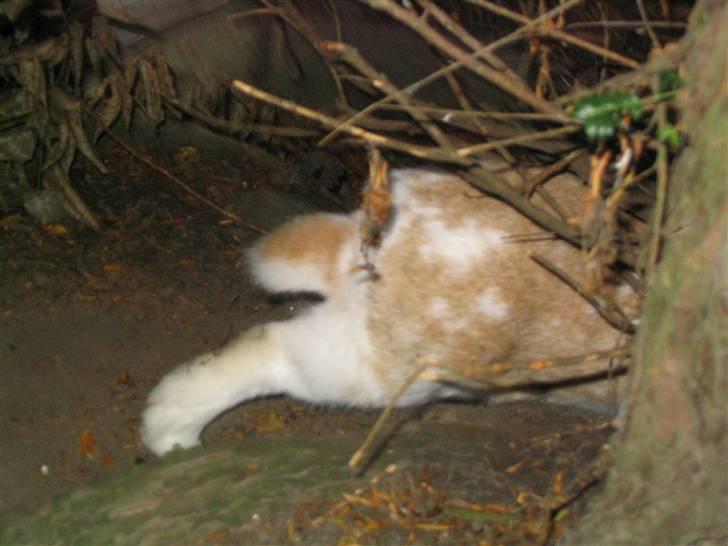 Kanin Pusling  RIP billede 2