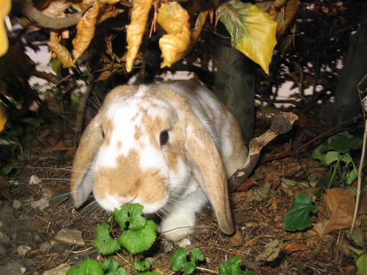 Kanin Pusling  RIP billede 3