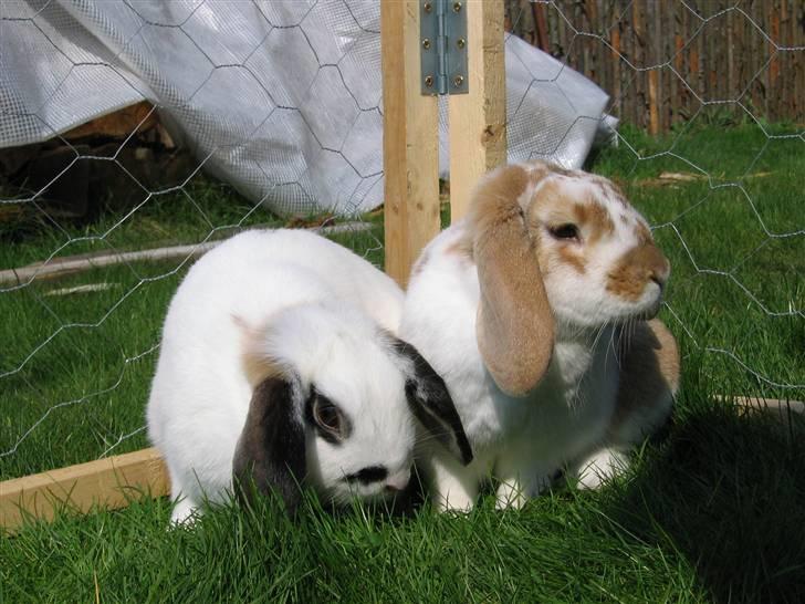 Kanin Pusling  RIP billede 4