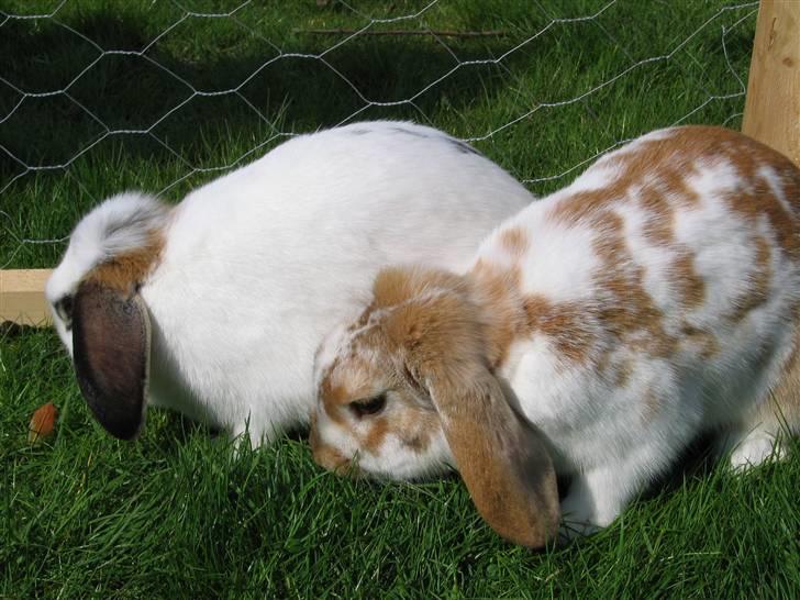 Kanin Pusling  RIP billede 5