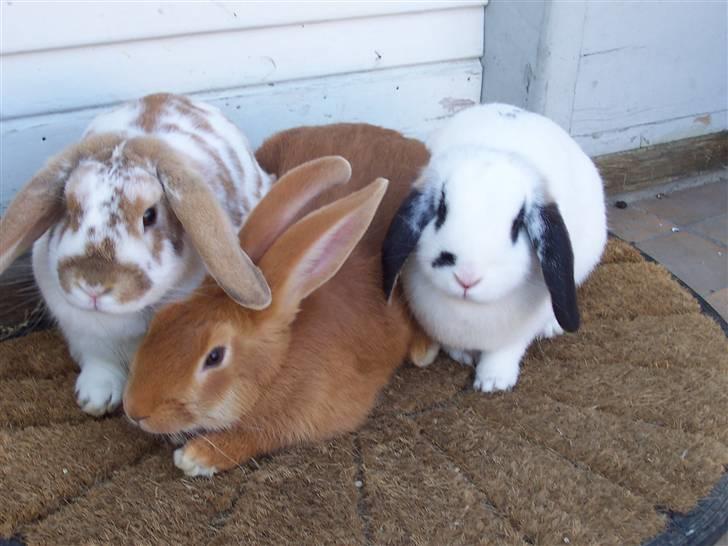 Kanin Pusling  RIP billede 6