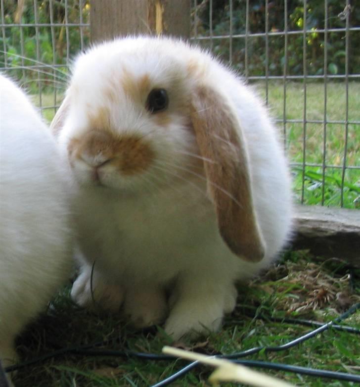 Kanin Pusling  RIP billede 7