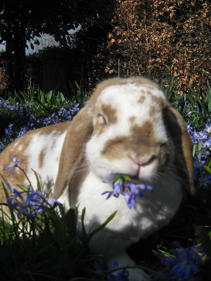 Kanin Pusling  RIP billede 8