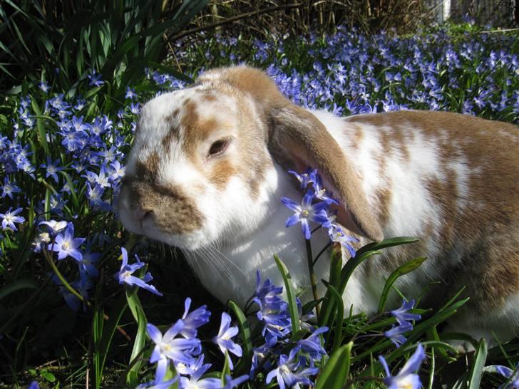 Kanin Pusling  RIP billede 9