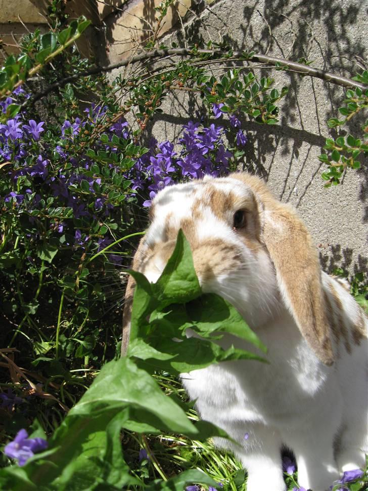 Kanin Pusling  RIP billede 10