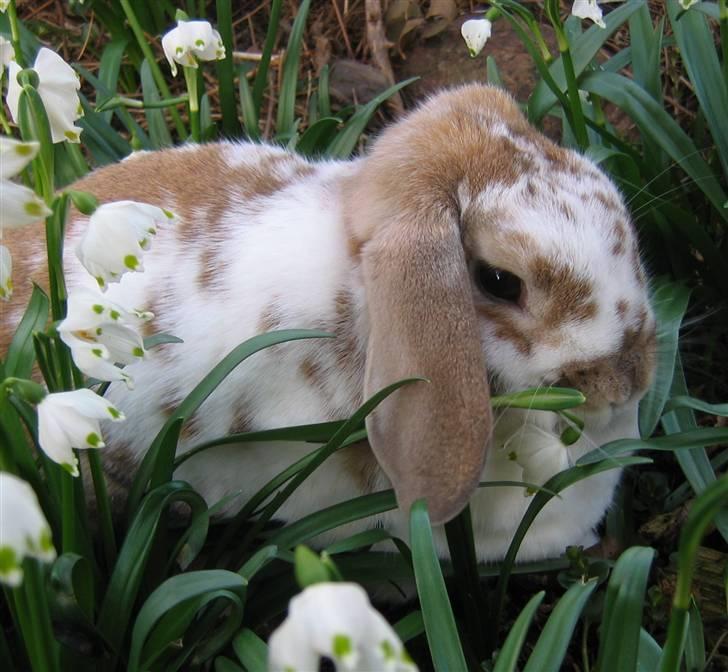 Kanin Pusling  RIP billede 11