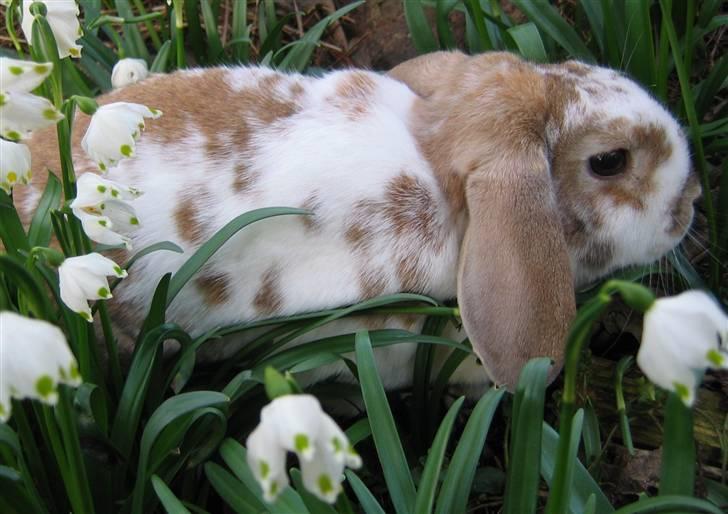 Kanin Pusling  RIP billede 12